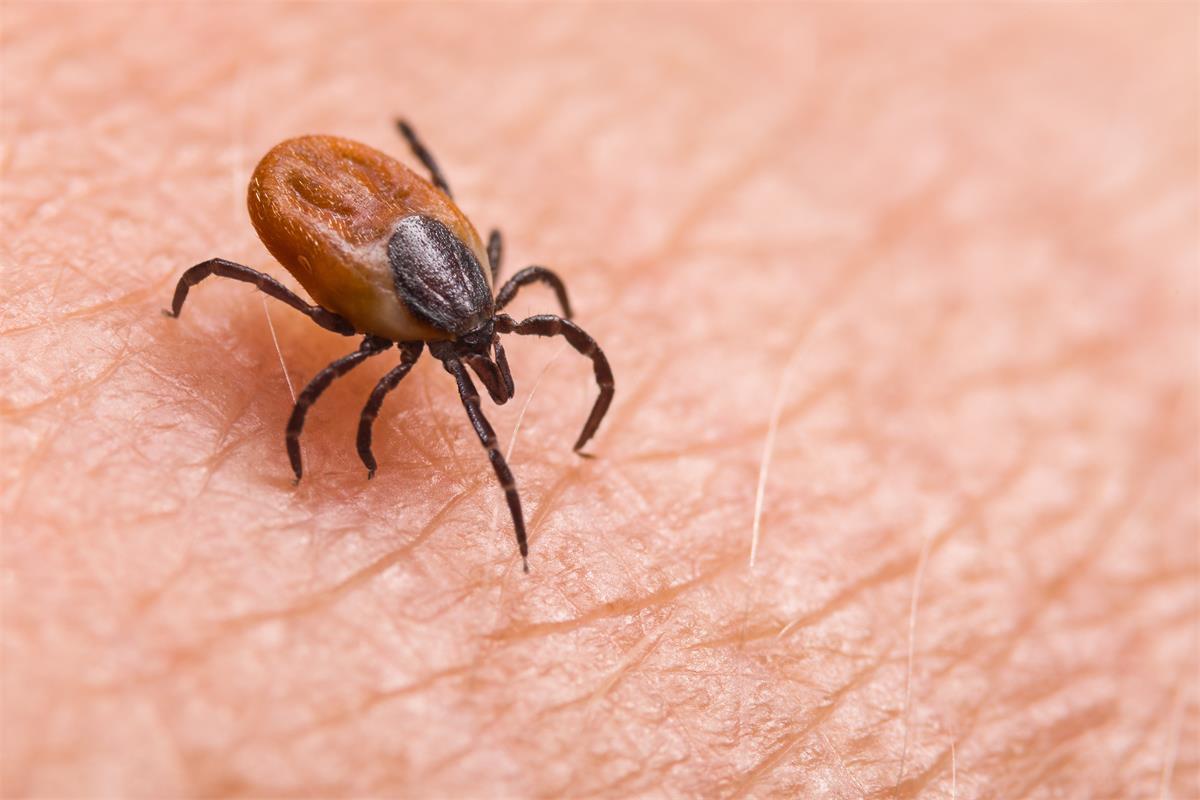 tick spreading Lyme Disease